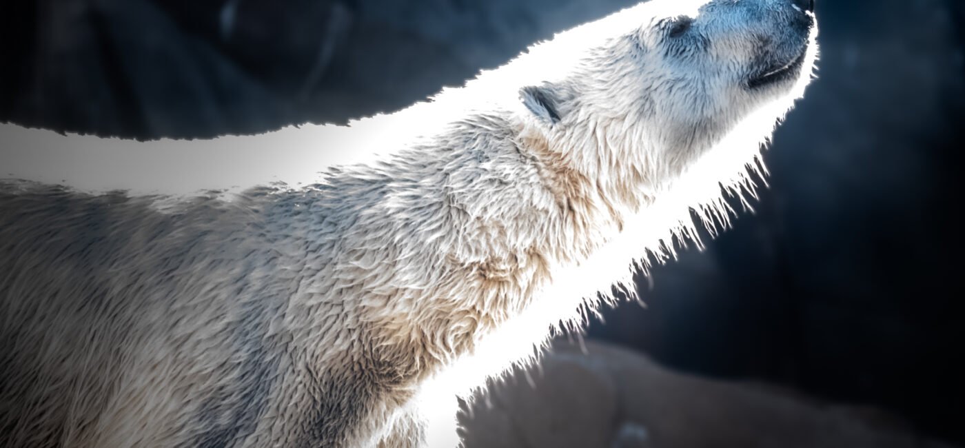 zoo-7714