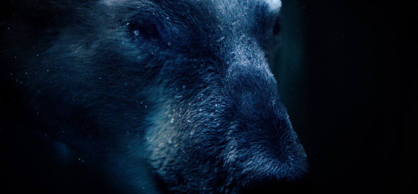 zoo-7740-2