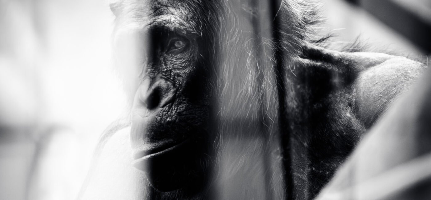 zoo-7813