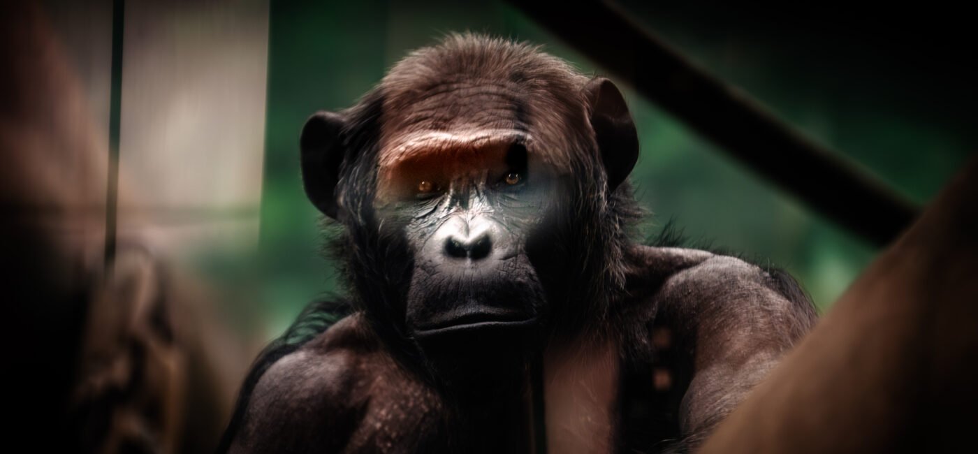 zoo-7817