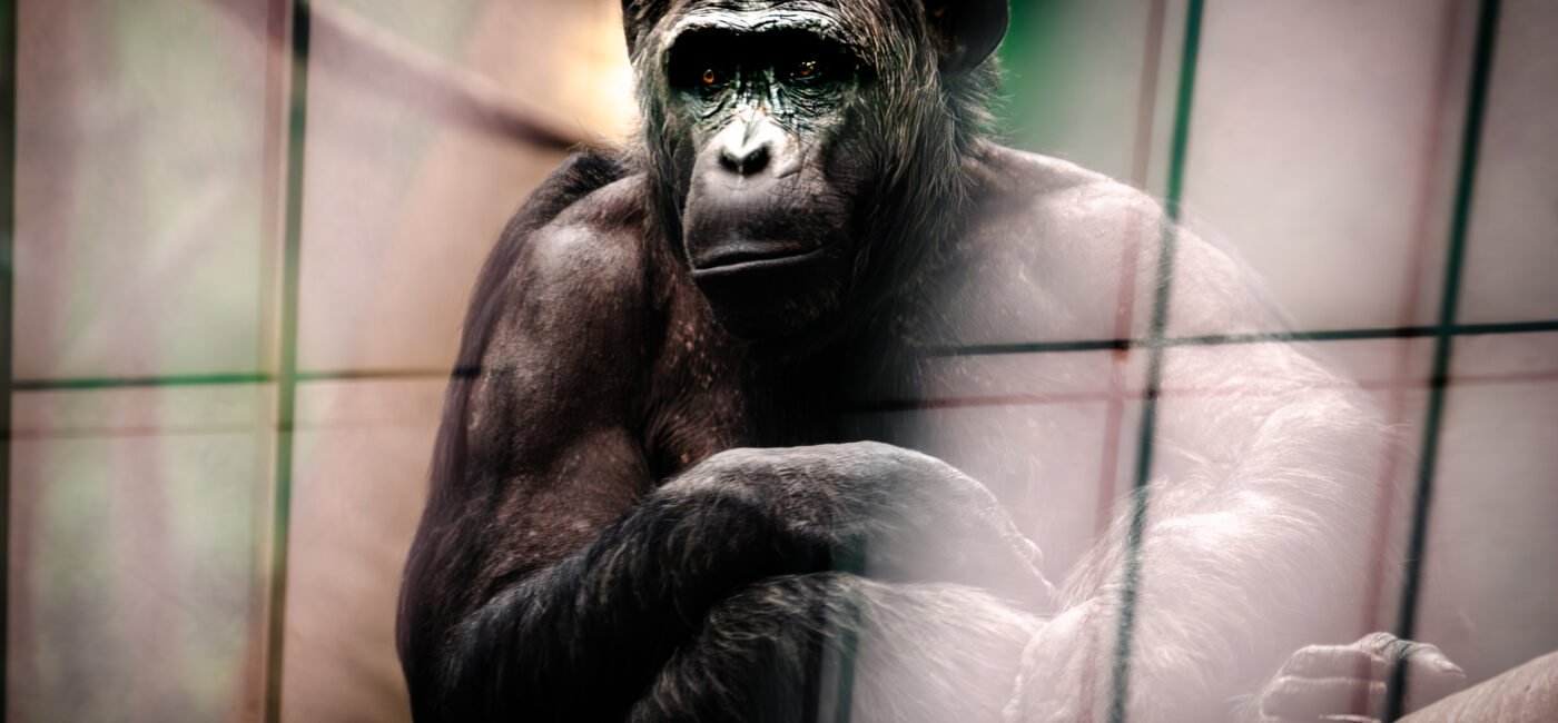 zoo-7819