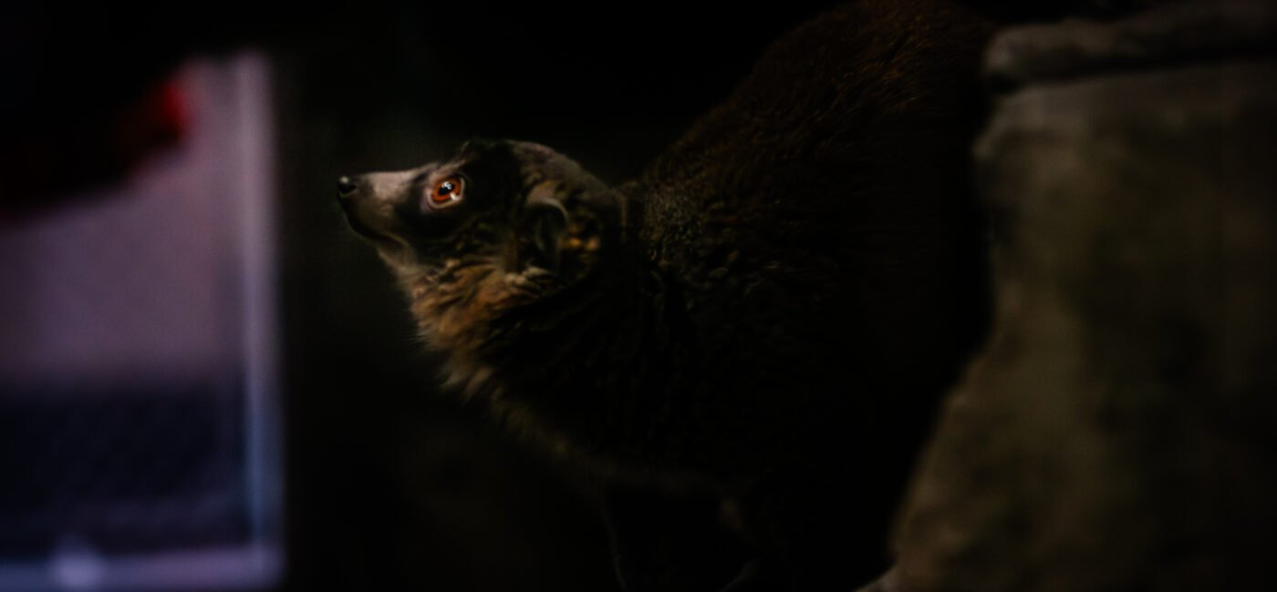 zoo-7955